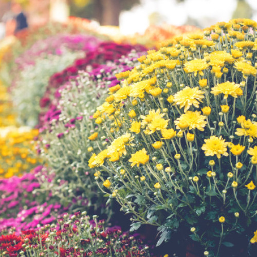 Sute de oameni au luat flori gratuit de la o familie din Satu Mare
