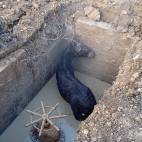 Pompierii din Poiana Brașov au salvat un mânz căzut într-un canal de irigații