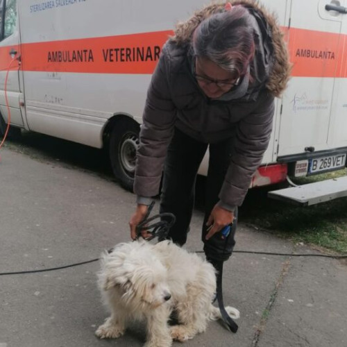 ASPA București anunță obligativitatea sterilizării câinilor de rasă comună