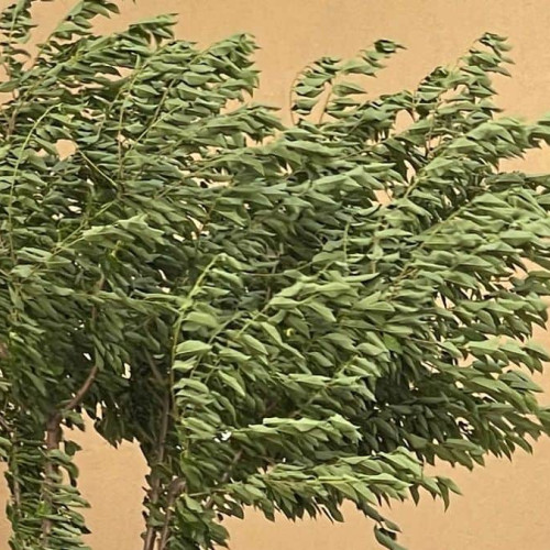 Cod galben de vânt puternic emis pentru mai multe regiuni din vestul țării