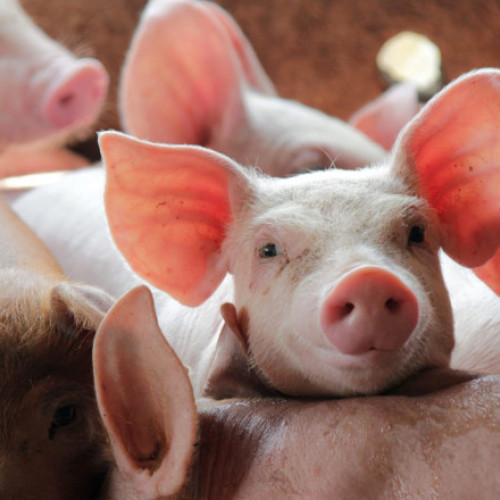 Fermierii români nu au scumpit carnea de porc în 2025, în ciuda presiunilor pieței