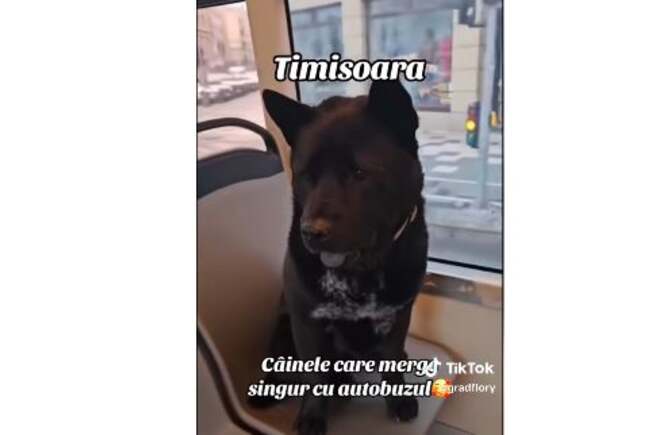 Cățelul Pantera, călătorul fidel din tramvai, caută o familie iubitoare