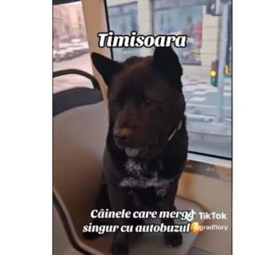 Cățelul Pantera, călătorul fidel din tramvai, caută o familie iubitoare