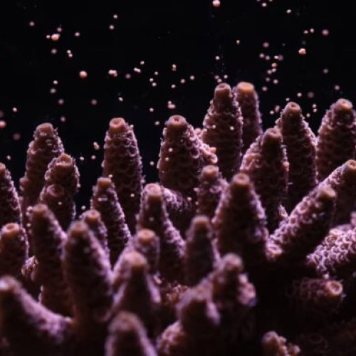 Canon sprijină cercetarea coralilor pentru regenerarea recifelor din Seychelles