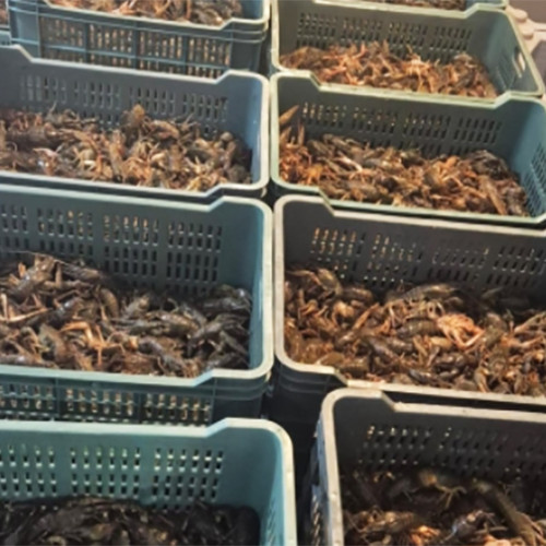 Confiscări importante de pește și unelte de pescuit în Delta Dunării