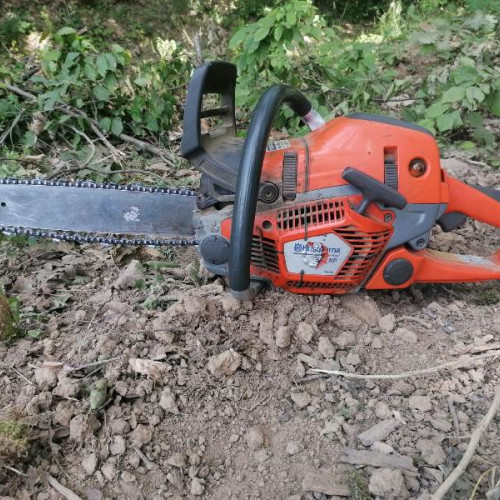 Tăierile ilegale de arbori din orașe, sancționate cu până la 3 ani de închisoare