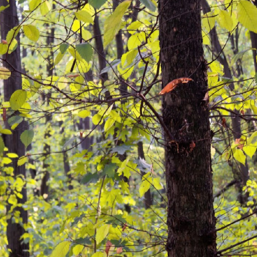 Defrișările cu suprafață peste 500 mp, considerate infracțiuni în București