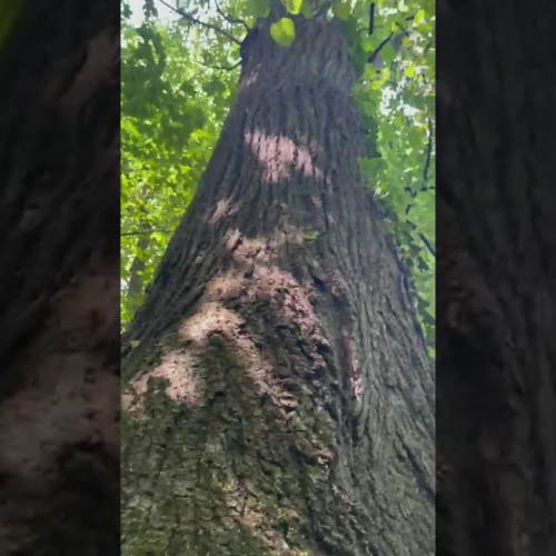 Modificări în Codul Silvic: pedepse mai dure pentru degradarea vegetației urbane