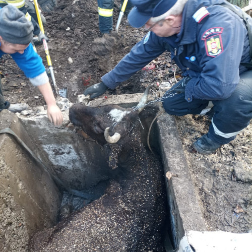 Salvare spectaculoasă a unei vaci căzute într-un cămin de apă la Ștefănești