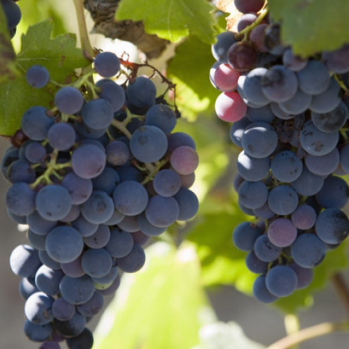 Franța alocă 130 de milioane de euro pentru defrișarea viței de vie și reducerea supraproducției de vin