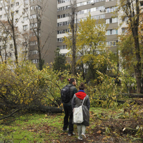 City Managerul Capitalei critică tăierile ilegale de copaci în Parcul IOR