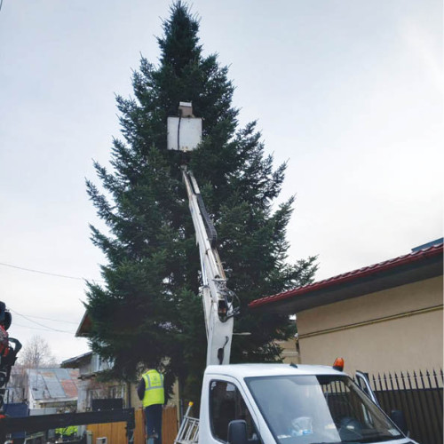 Brazi de Crăciun donați de ploieșteni vor împodobi cartierele orașului în 2025