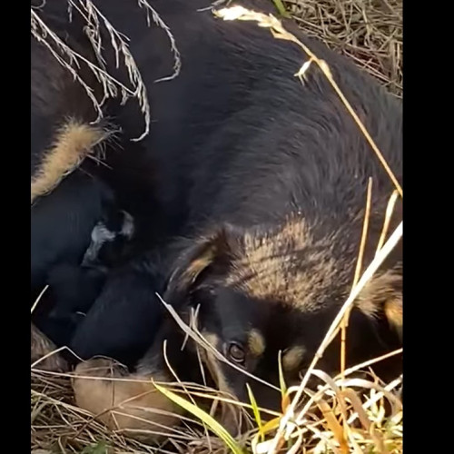 Cățelușă și puii săi salvați din cimitirul Micșunica din Brașov