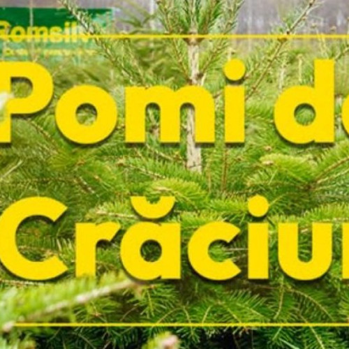 Prețurile pomilor de Crăciun vânduți de Romsilva variază între 17 și 39 de lei