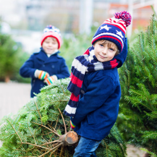 Romsilva vinde peste 16.000 de pomi de Crăciun la prețuri între 17 și 39 de lei
