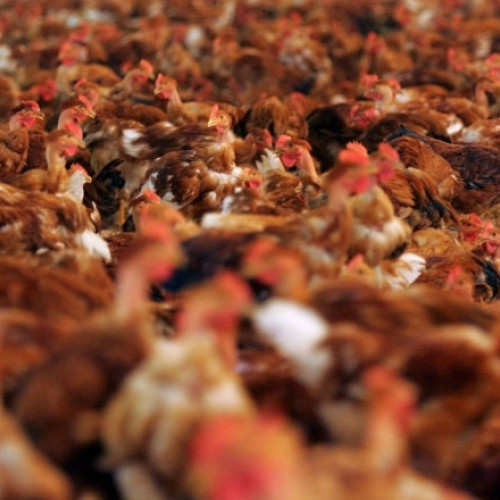 Virusul gripei aviare poate provoca o pandemie mai gravă decât COVID-19, avertizează specialiștii