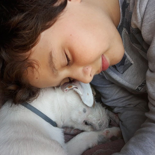 Uniunea Europeană introduce norme noi pentru protecția animalelor de companie