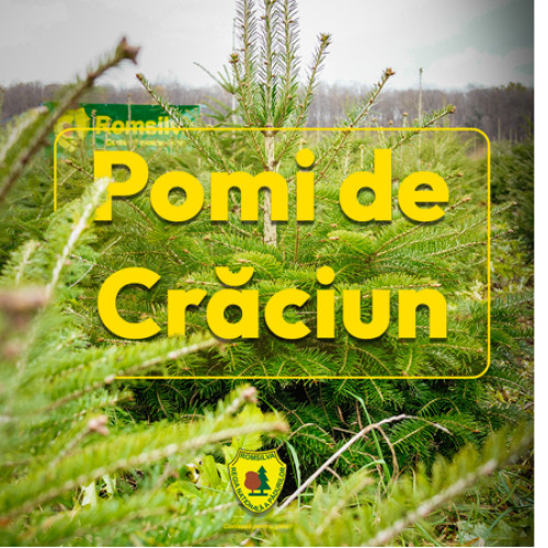 Cât costă pomii de Crăciun produși în pepinierele Romsilva în 2025