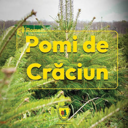 Romsilva scoate la vânzare peste 16.000 de pomi de Crăciun din specii de rășinoase