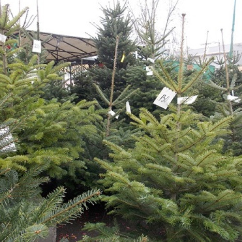 Romsilva pune în vânzare peste 16.000 de pomi de Crăciun din culturi specializate