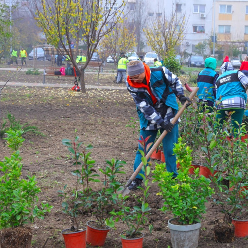Constanța își îmbogățește spațiile verzi cu 300 de arbuști și 150 de flori noi