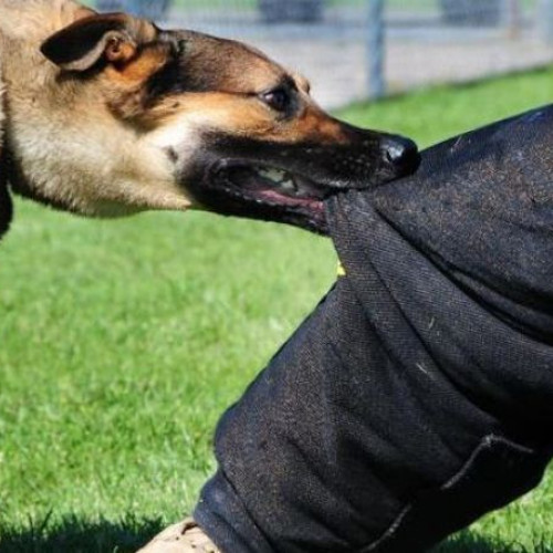 Bărbat din Botoșani condamnat după ce câinele său a mușcat o fetiță