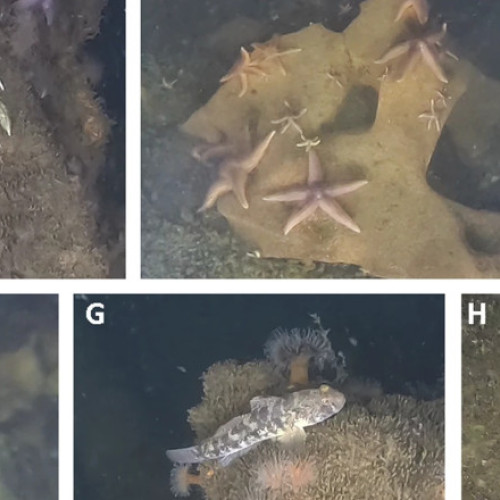 Viața subacvatică prosperă pe munițiile naziste din golful Lübeck