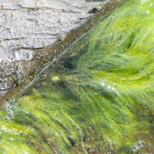 Oamenii de știință au descoperit unele dintre cele mai vechi urme de viață de pe Pământ