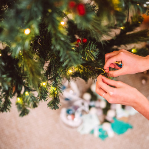 Brazii de Crăciun naturali sunt preferați pentru miros și autenticitate în acest sezon