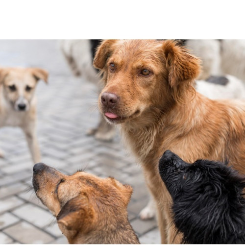 Un incinerator ecologic și parc memorial pentru animale, construit în comuna Lumina