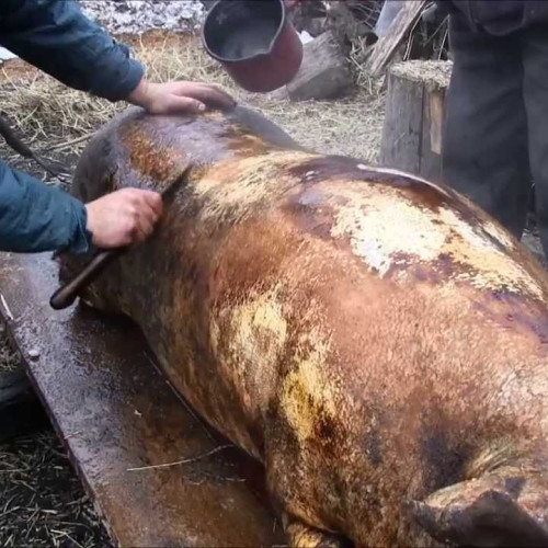 DSVSA Botoșani subliniază importanța examenului trichineloscopic pentru carnea de porc și mistreț