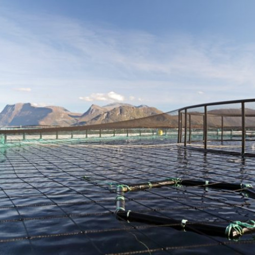 Salarii de peste 3.000 de euro la o fermă de somon din Norvegia pentru muncitori europeni