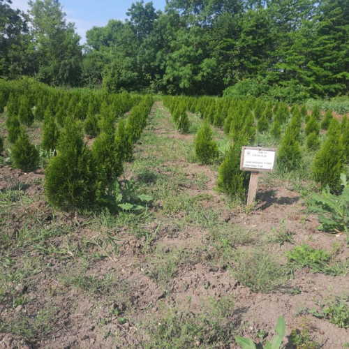 Prefectul Ion Ghimpețeanu a condus ședința Colegiului Prefectural Giurgiu