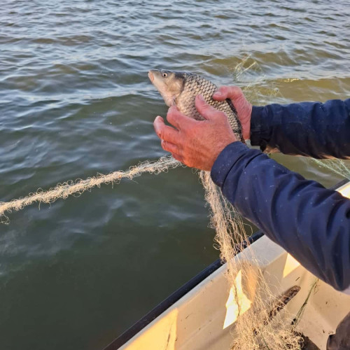 ARBDD confiscă unelte ilegale și eliberează sute de pești în Delta Dunării