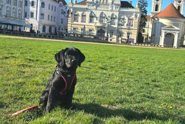 Parada câinilor, eveniment gratuit pentru familii și iubitori de animale