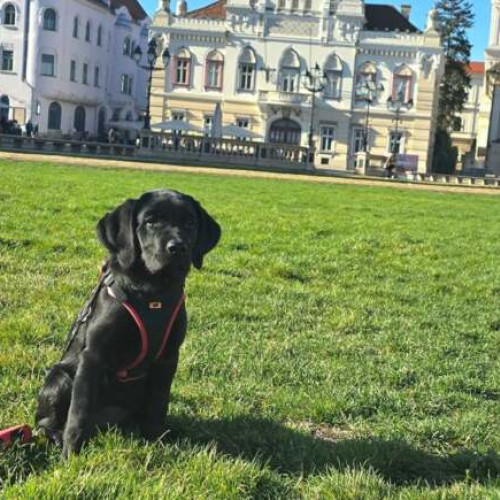 Parada câinilor, eveniment gratuit pentru familii și iubitori de animale