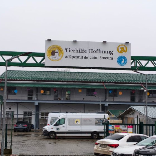 Adăpostul din Smeura, cel mai mare din lume, are 6.000 de câini și 200 de pisici