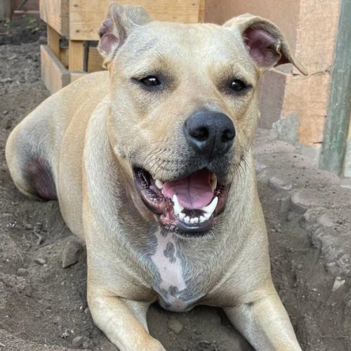 Bărbat din Sebeș condamnat pentru uciderea unui câine cu toporul