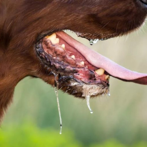 Alertă de rabie confirmată în Strâmbu Băiuț: măsuri stricte impuse