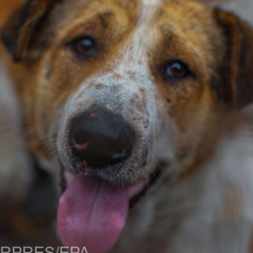 Konczei Csaba: inițiativa UDMR pentru adăposturi comune de câini fără stăpân