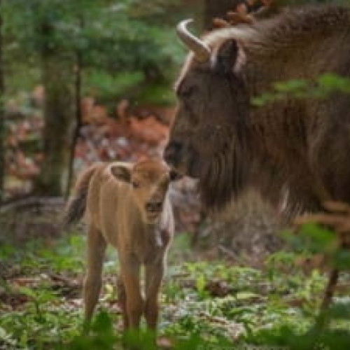 Localnicii din Brăduleț, înfricoșați de atacurile zimbrilor asupra gospodăriilor
