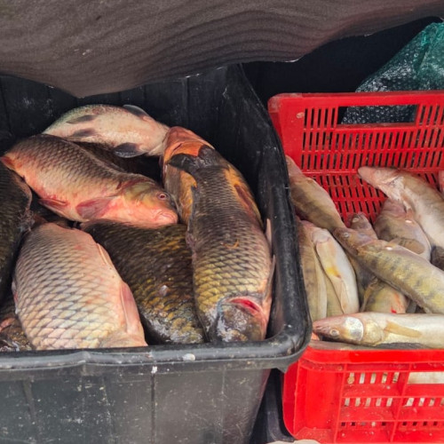 Jandarmii au confiscat peste 100 kg de pește fără documente legale în Constanța