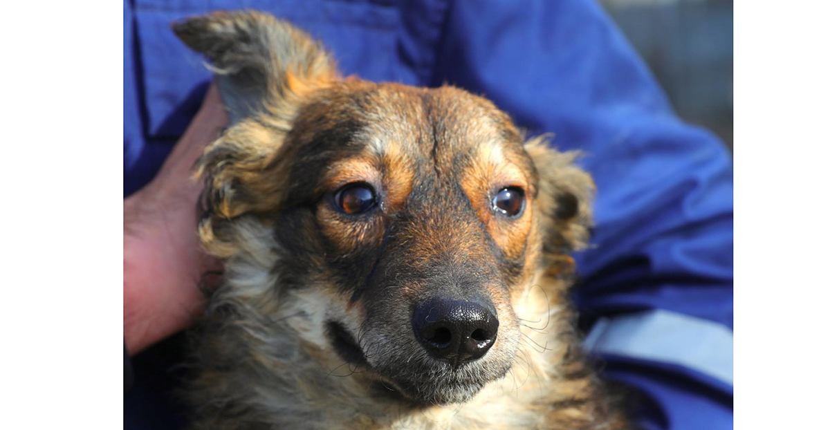 Apel către iubitorii de animale pentru adopții la adăpostul din Constanța