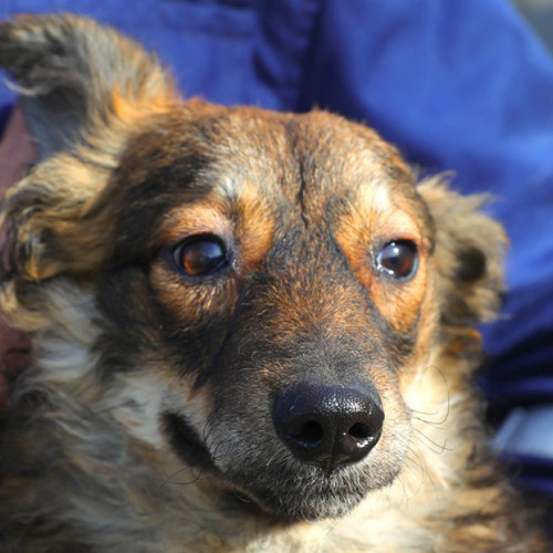 Apel către iubitorii de animale pentru adopții la adăpostul din Constanța