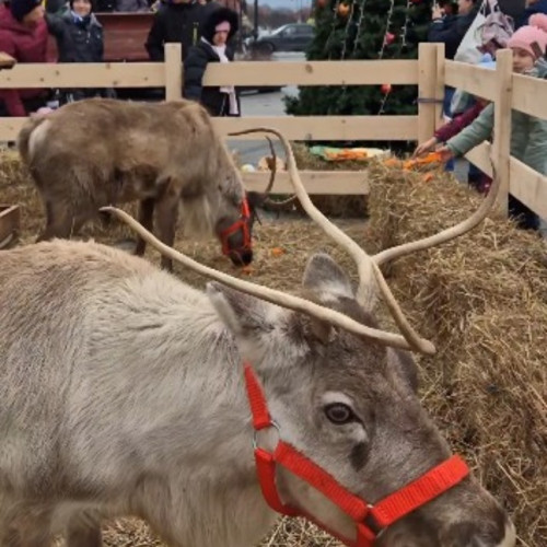 Moș Crăciun vine la Zărnești cu sania magică și renii între 13 și 14 decembrie