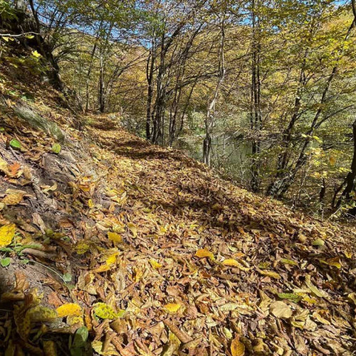 Romsilva continuă campania de împădurire cu peste 2,8 milioane de puieți