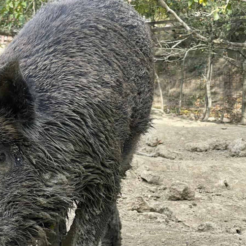 Primul caz de trichineloză la mistreț în județul Alba înainte de sărbători