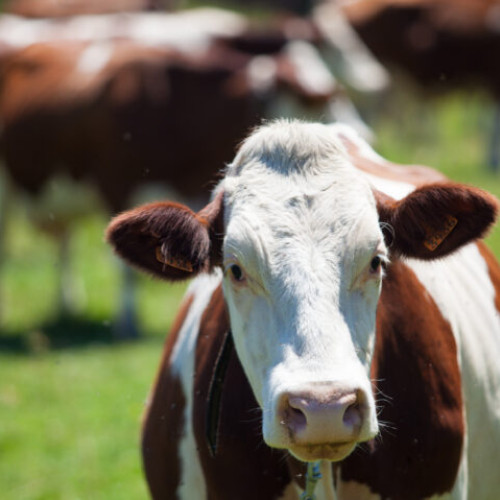 Solicitările pentru ajutorul de stat în creșterea animalelor se pot depune până pe 15 decembrie 2025