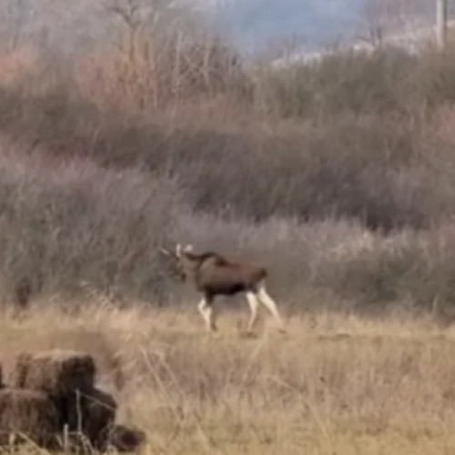 Elan surprins în sălbăticie în județul Hunedoara, în atenția specialiștilor