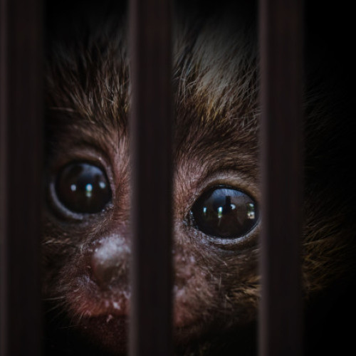 Interpol semnalează un record al traficului ilegal cu animale vii în 2025